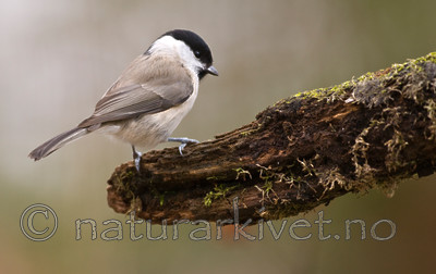 BB 07 0141 / Poecile palustris / Løvmeis